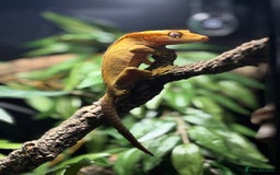 Gecko reptiles for sale: Crested Gheko - Image 1
