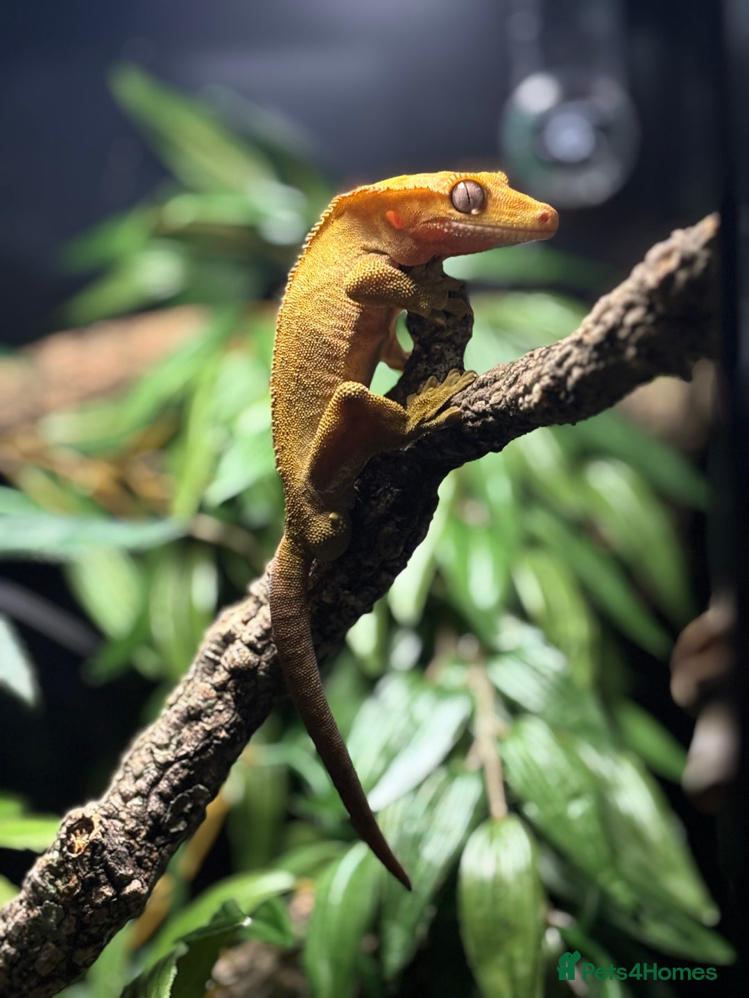 Gecko reptiles for sale: Crested Gheko - Image 1