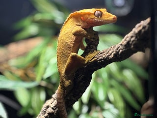 Gecko reptiles for sale - Advert 1