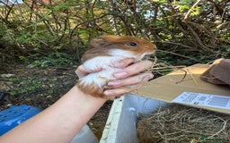 Guinea Pig rodents for sale: Male guinea pigs for sale  - Image 5