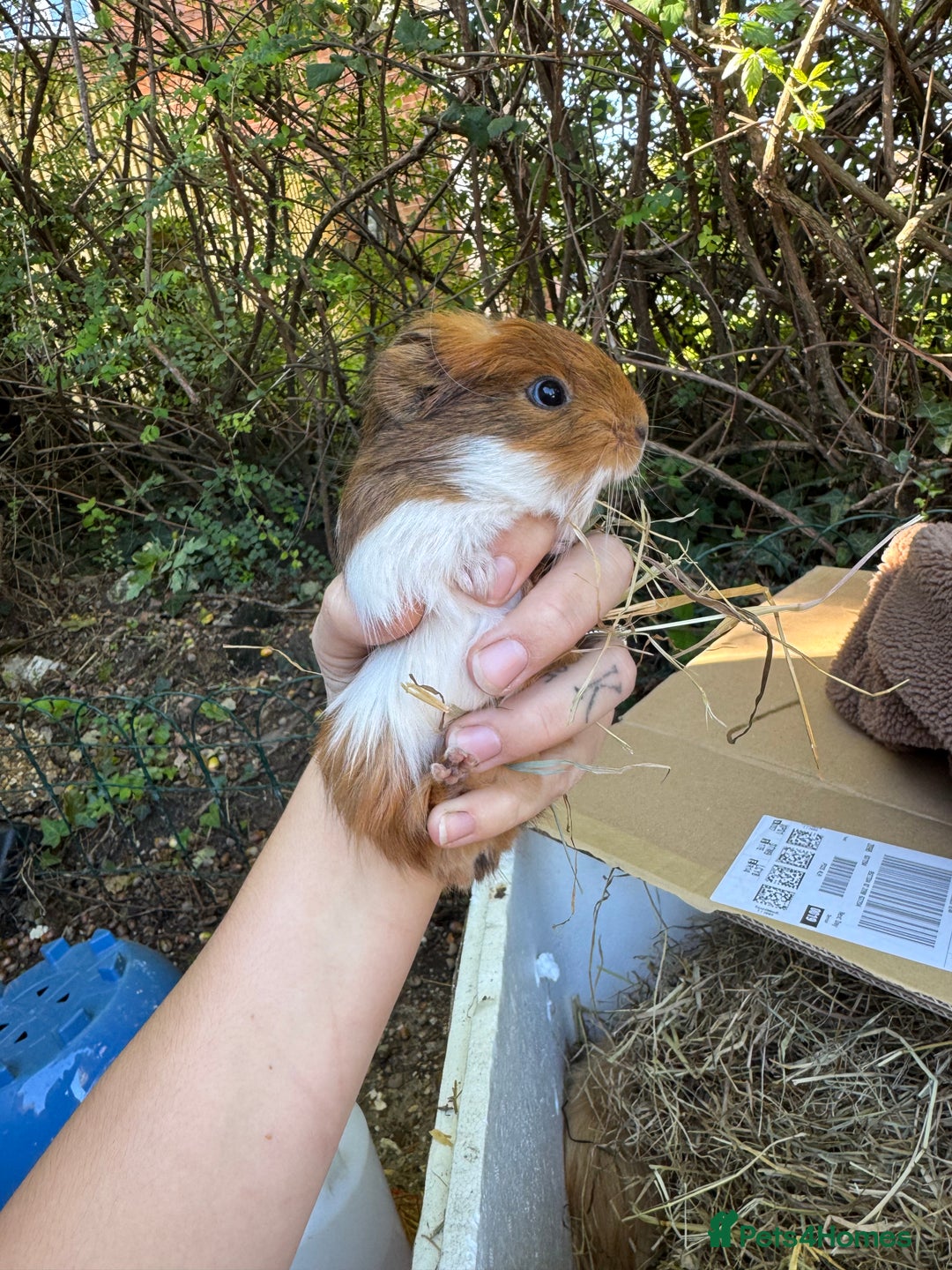 Guinea Pig rodents for sale: Male guinea pigs for sale  - Image 5