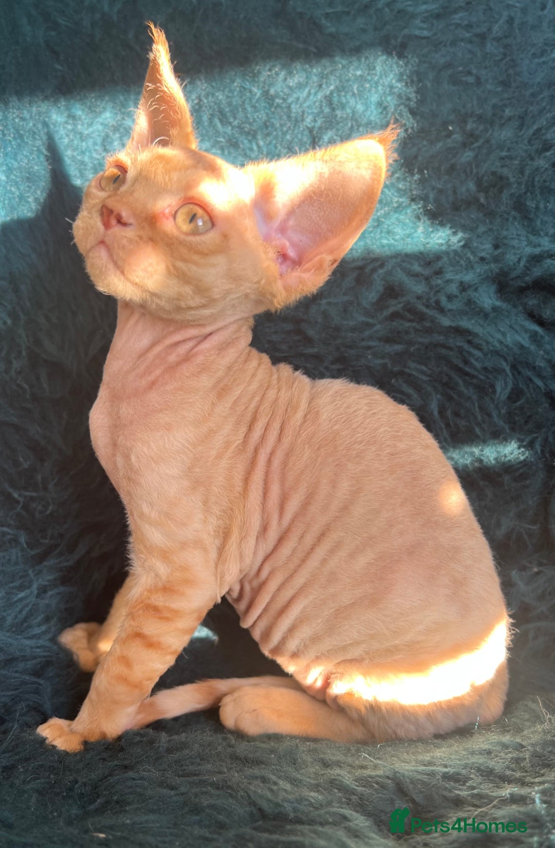 Devon Rex cats for sale: Devon Rex kittens  - Advert 12
