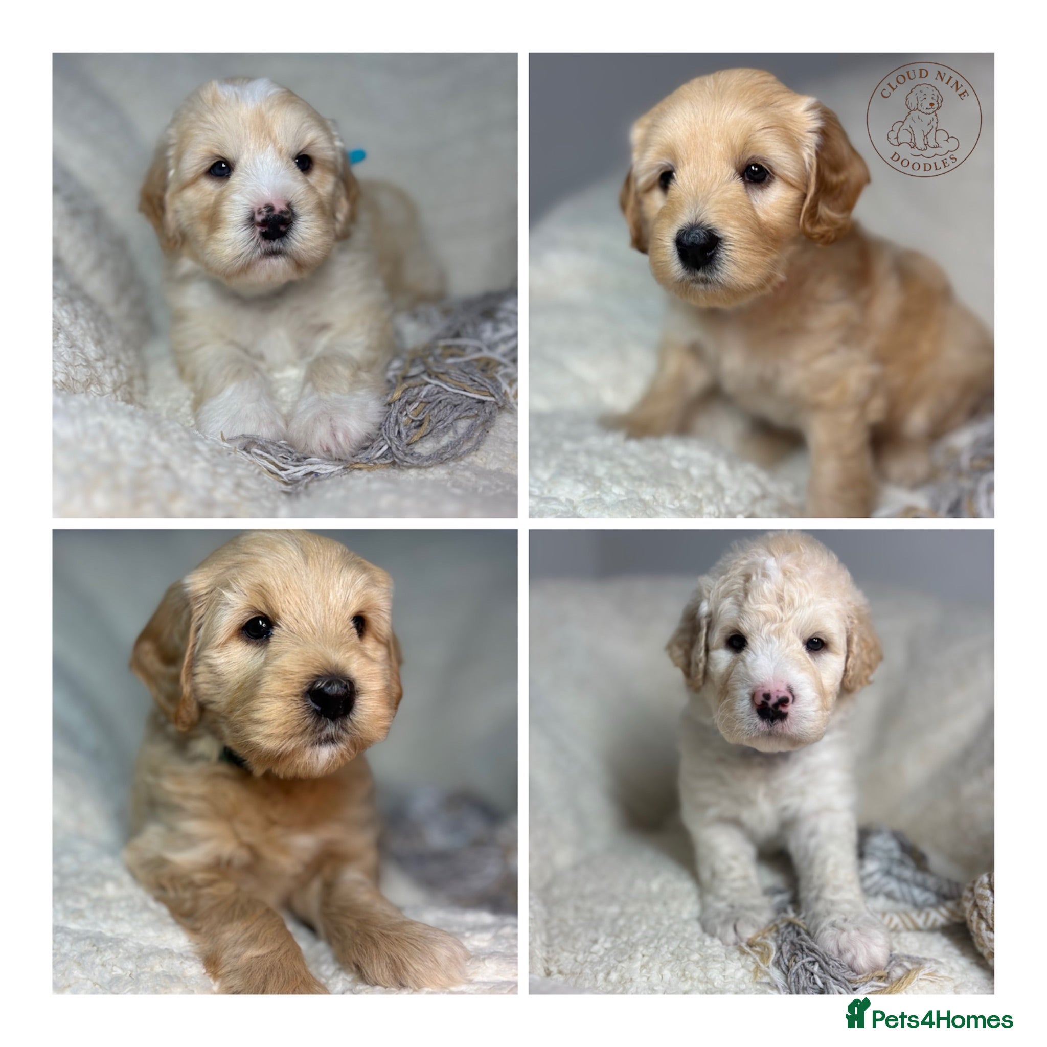 Goldendoodle dogs 🌟 Health Tested Multigen Goldendoodle Puppies 🌟 - Advert 1