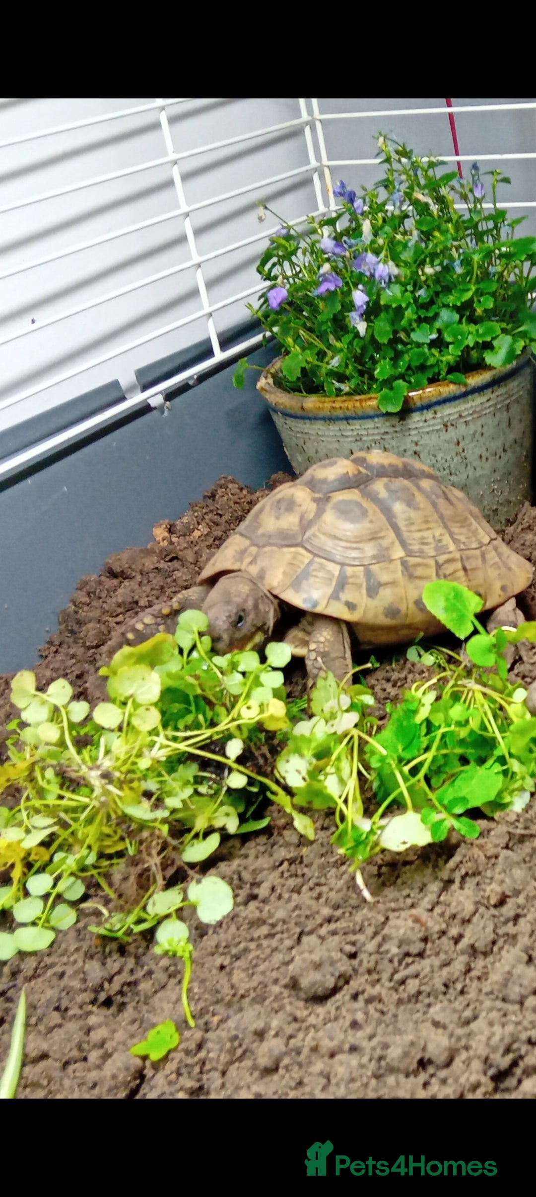 Hermann Tortoise reptiles Herman tortoise and set up - Advert 1