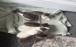 British Shorthair cats for sale: Short hair kittens available  - Image 3