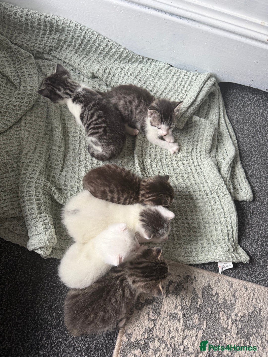 British Shorthair cats for sale: Short hair kittens available  - Image 3