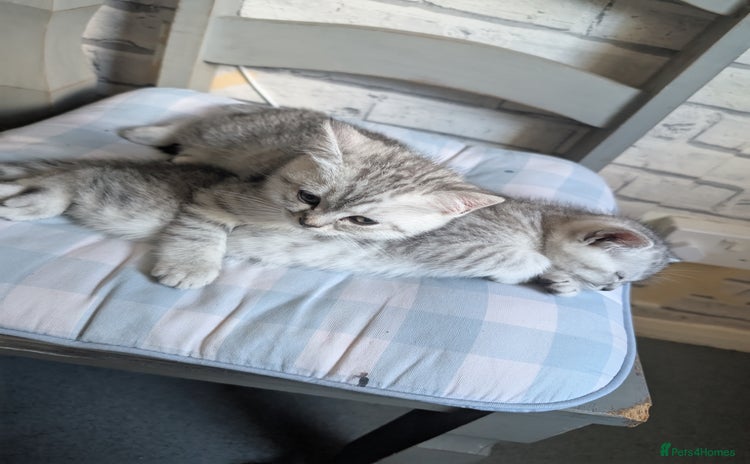 British Shorthair cats - Advert 4