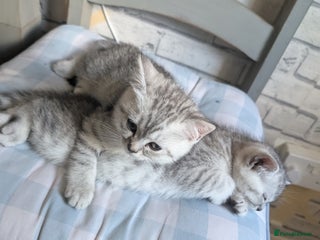 British Shorthair cats - Advert 21