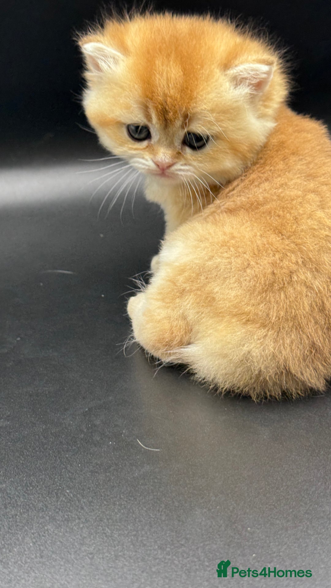 British Shorthair cats for sale: GCCF BSH GOLDEN BLACK TIPPED NY12 KITTENS - Image 26
