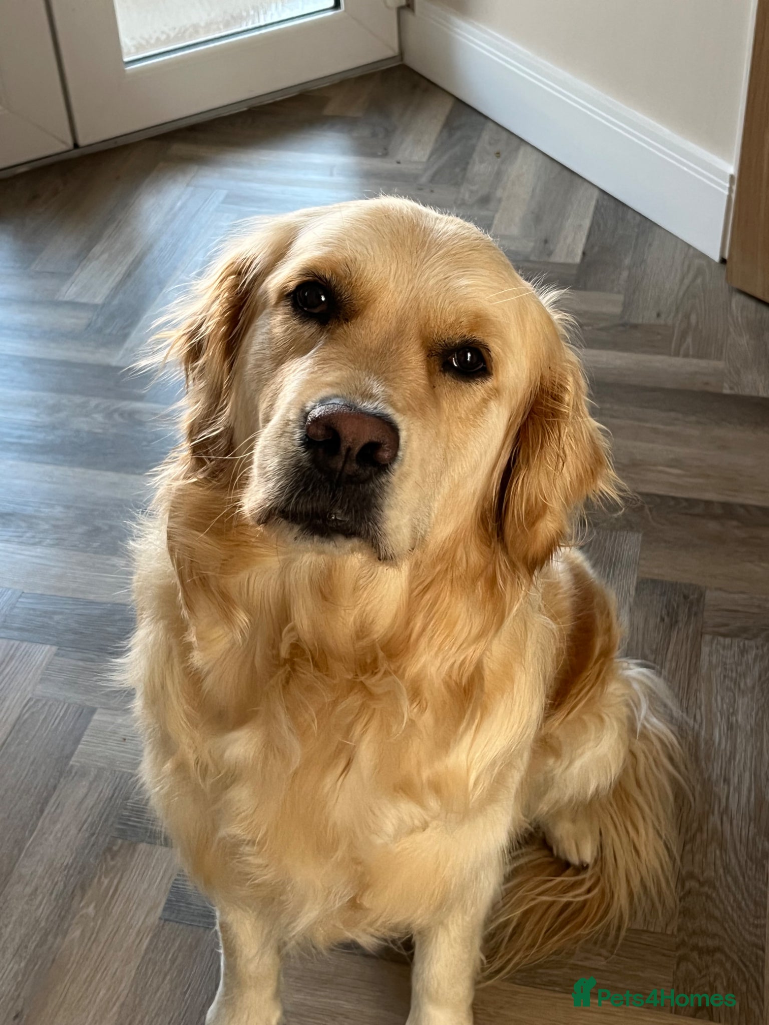 Golden Retriever dogs Gorgeous litter of Goldens - Advert 2