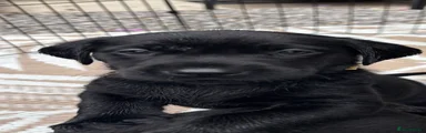 Puppy 9 - Black Labrador Retriever - Female 