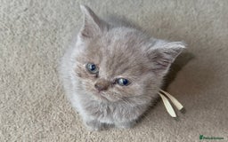 British Shorthair cats for sale: REDUCED!!! Stunning British Short Hair Kittens - Image 36