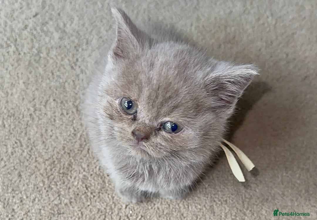 British Shorthair cats for sale: REDUCED!!! Stunning British Short Hair Kittens - Image 36