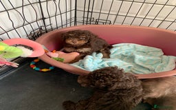 Cockapoo dogs for sale: F1b Cockapoo puppies !! health tested parents !! - Image 23