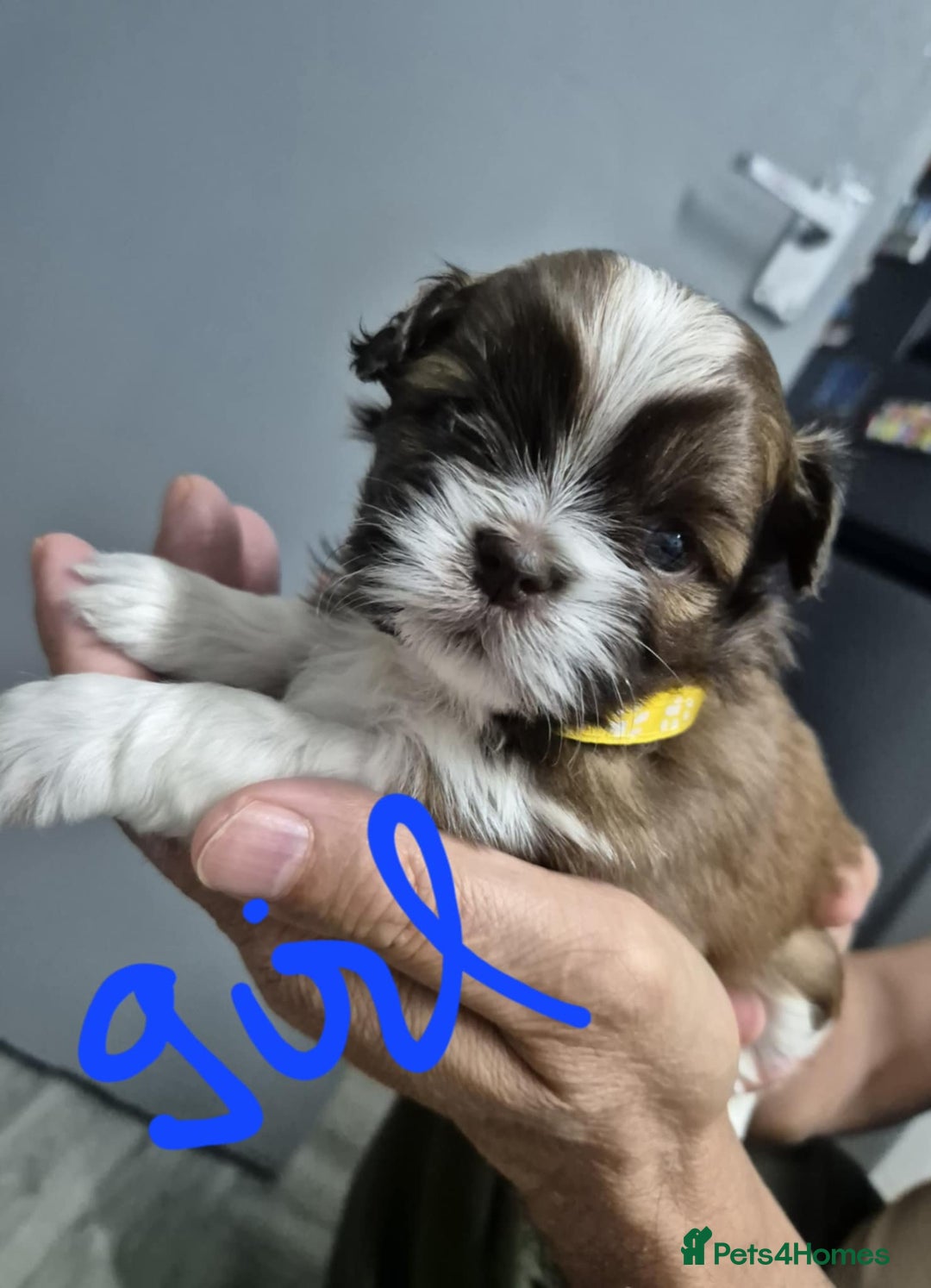 Shih Tzu dogs for sale: 8 ShihTzu Puppies for new homes - Advert 8