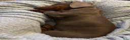 Miniature Dachshund dogs for sale: Lilac and tan miniature Dash-hound  - Advert 6