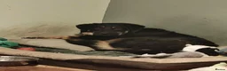 Mixed Breed dogs for adoption: Meet Odysseus, currently residing in Suffolk  in Stowmarket - Advert 4