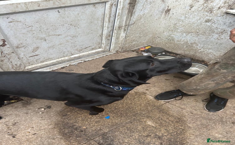 Labrador Retriever dogs - Advert 1