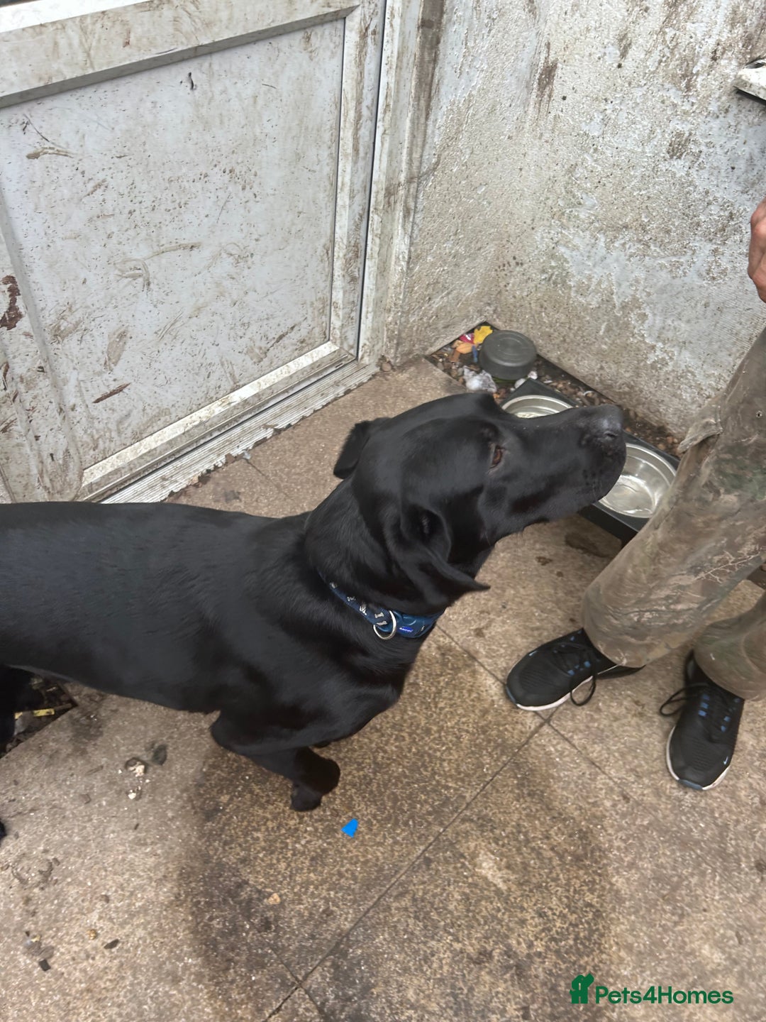 Labrador Retriever dogs for sale: Male 11 month old  - Image 1