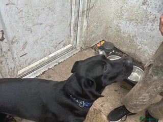 Labrador Retriever dogs Male 11 month old - Advert 14