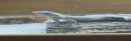 Bearded Dragon reptiles for sale: Hypo zero -echo - Advert 5
