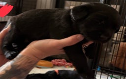 Labrador Retriever dogs for sale: Stunning litter of pure bred black Labrador pups  - Image 25