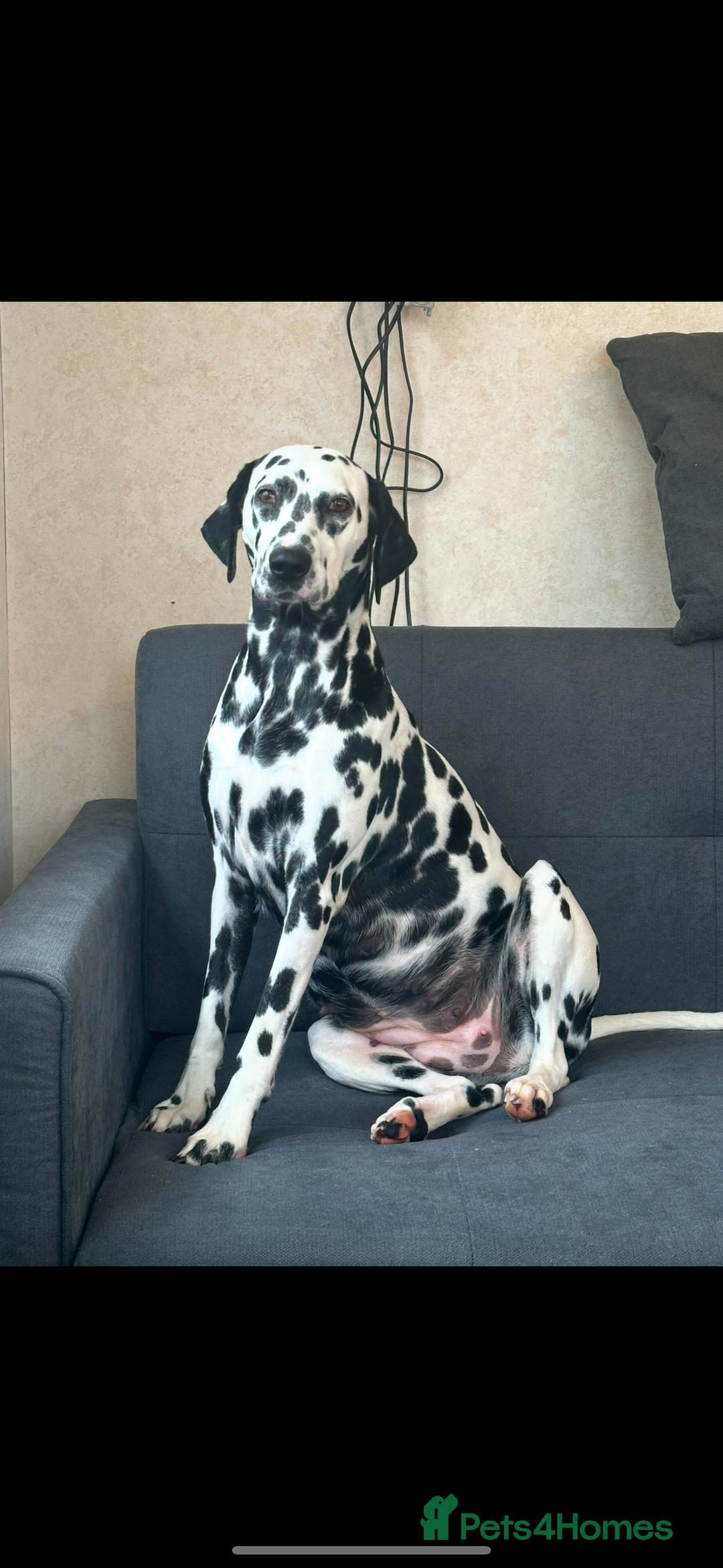 Dalmatian dogs for sale: Dalmatian 1 boy 2 girls  - Advert 2