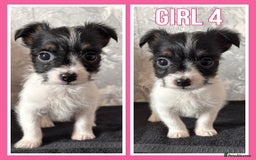 Mixed Breed dogs for sale: Bichon yorkie x miniature Jack Russell  - Image 4