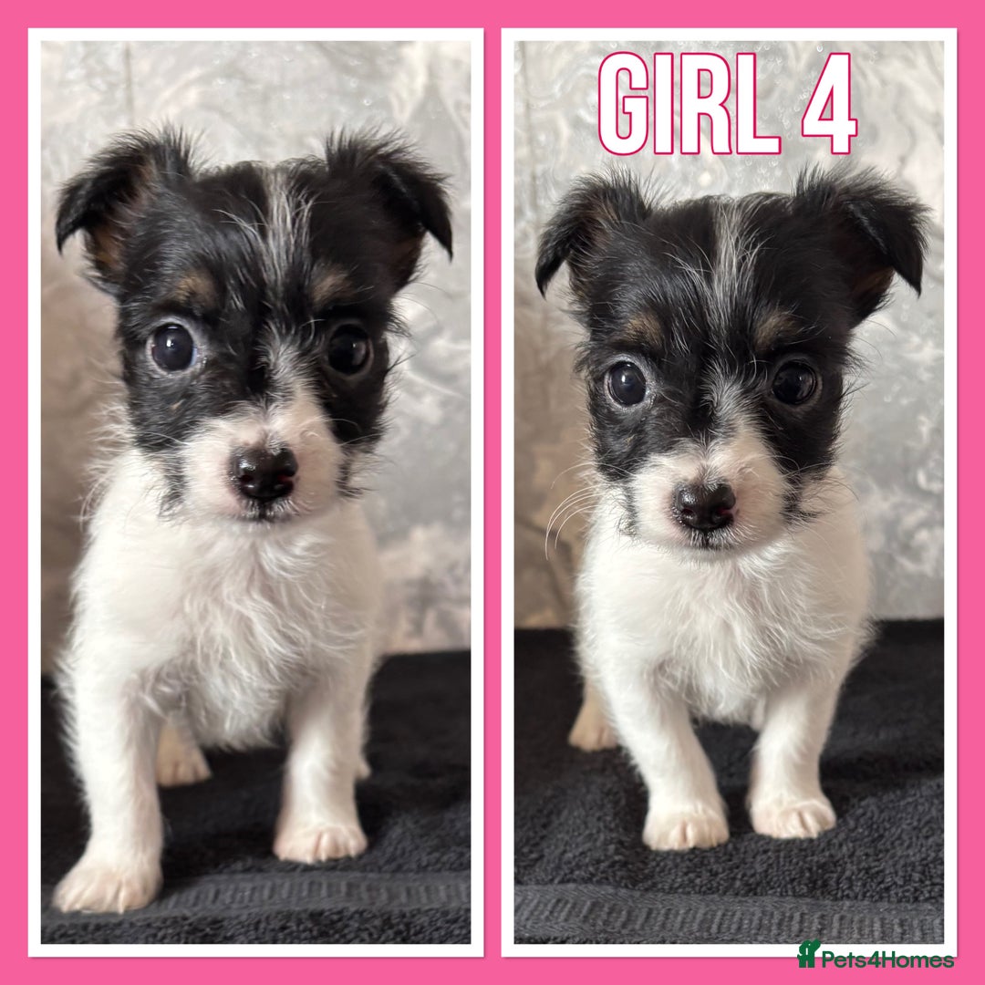 Mixed Breed dogs for sale: Bichon yorkie x miniature Jack Russell  - Image 4