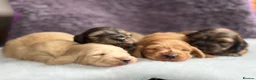 Miniature Dachshund dogs for sale: ⚜️longhaired miniature cream dachshunds⚜️ - Advert 3