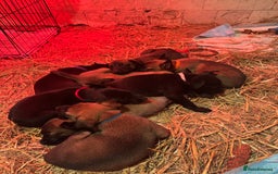 Belgian Shepherd Dog dogs for sale: Malinois Pups. Intentionally Bred as family dogs - Advert 3