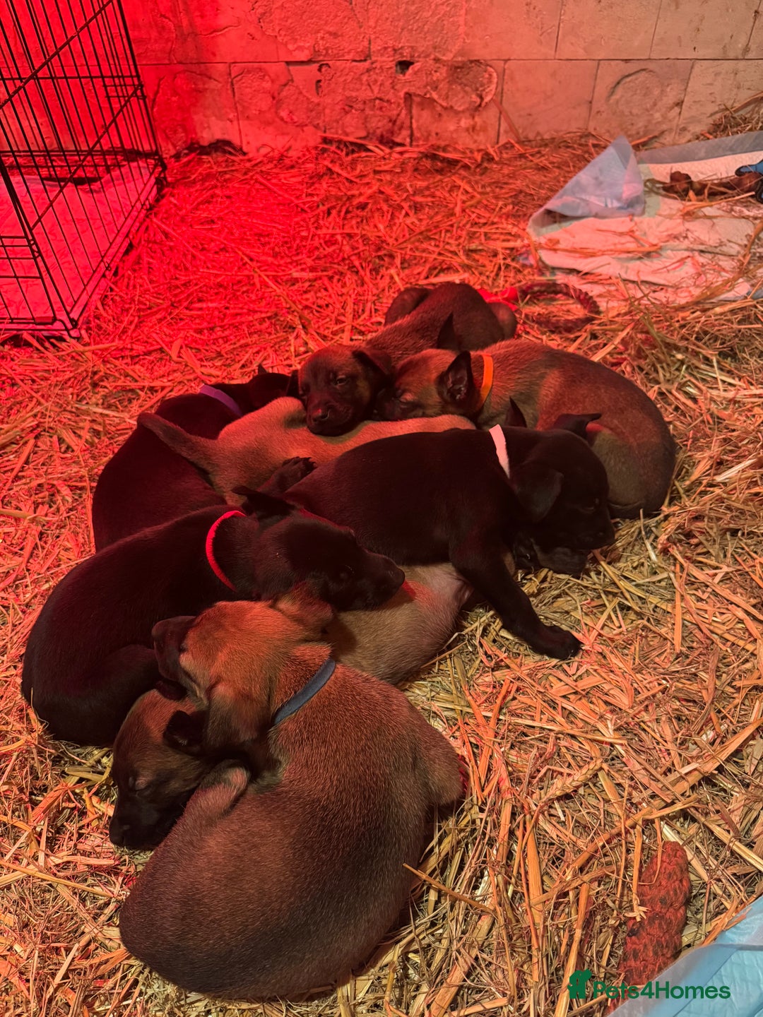 Belgian Shepherd Dog dogs for sale: Malinois Pups. Intentionally Bred as family dogs - Advert 3