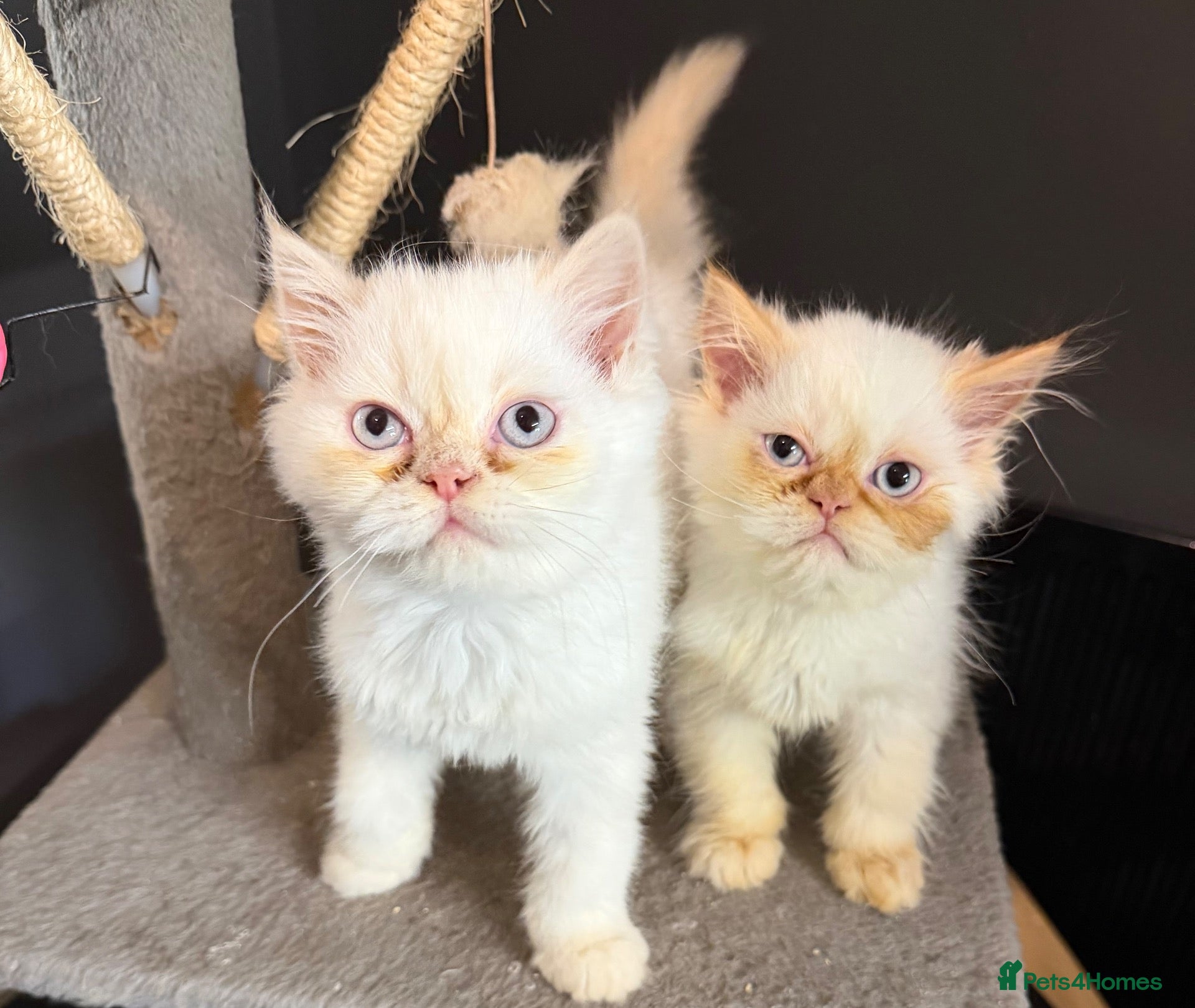 Persian cats for sale: Lovely Persian kittens 1 girl 3 boys  - Advert 1