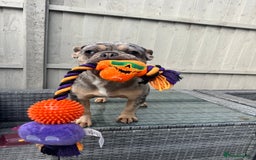 French Bulldog dogs for sale: French Bulldog female - Image 3