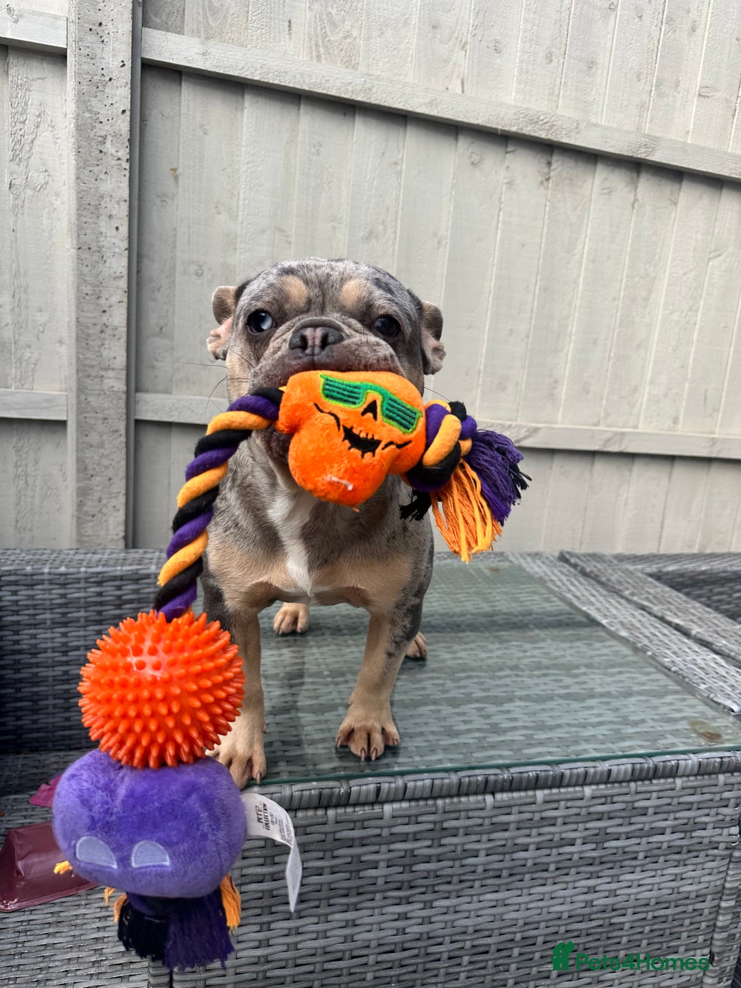 French Bulldog dogs for sale: French Bulldog female - Image 3