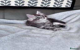Maine Coon cats for sale: Our little Bertie is available  - Image 5