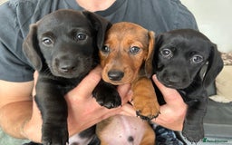 Miniature Dachshund dogs for sale: 3X Male Miniature Dachshunds- READY TO GO - Image 1