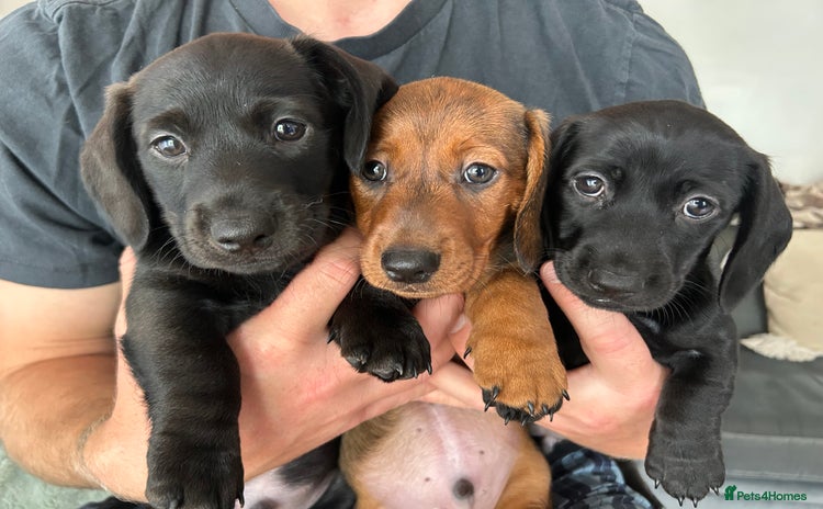 Miniature Dachshund dogs - Advert 5