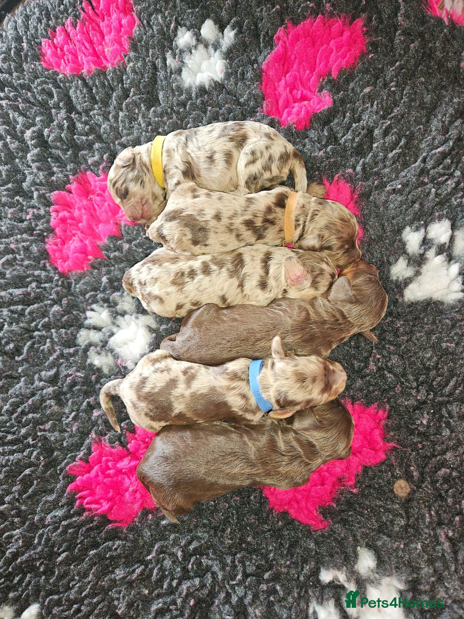Cockapoo dogs F1 Miniature Cockapoo's  - Advert 2