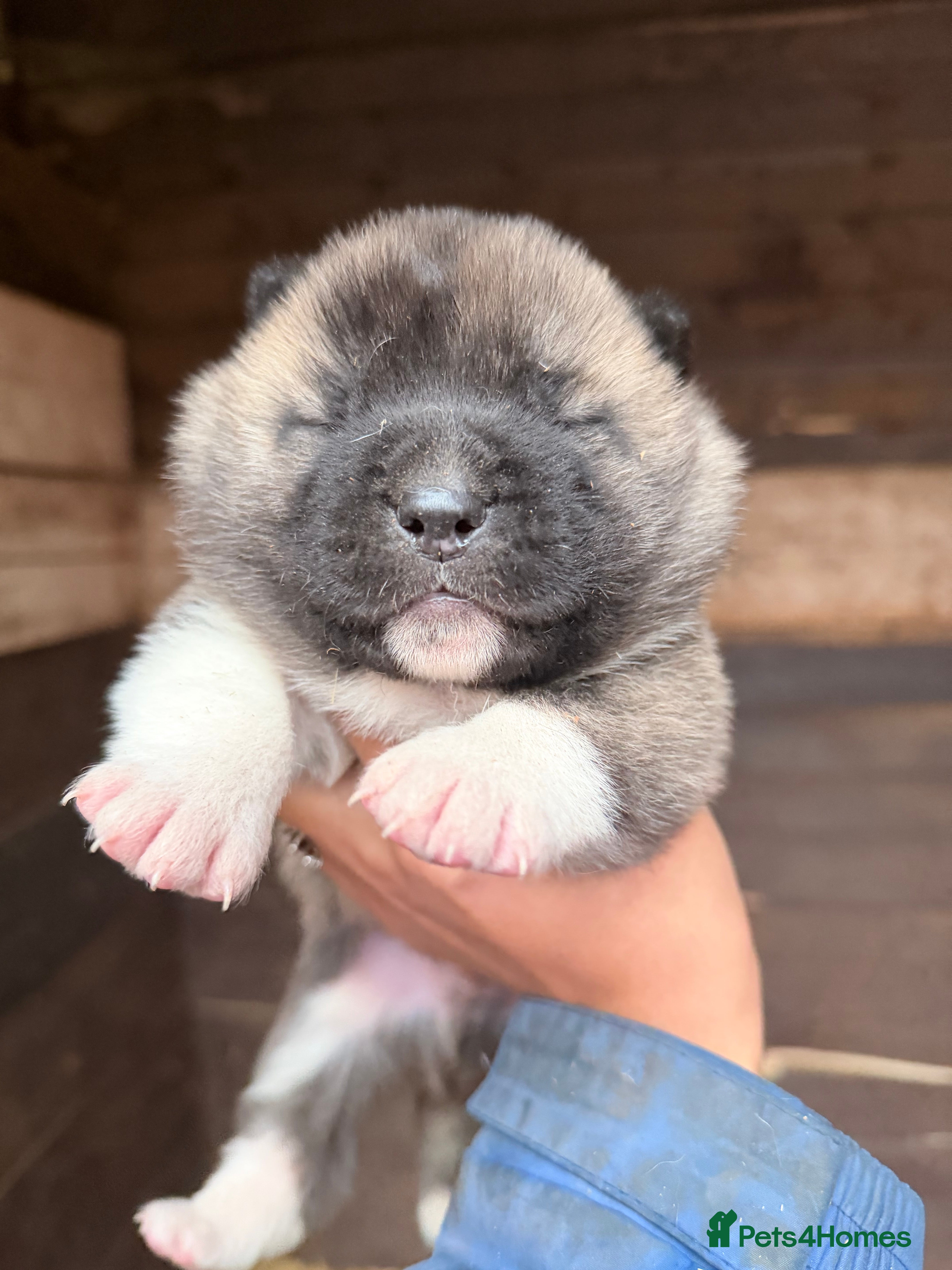 Akita dogs 4 beautiful American Akita puppies  - Advert 1