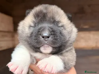 Akita dogs 4 beautiful American Akita puppies - Advert 1