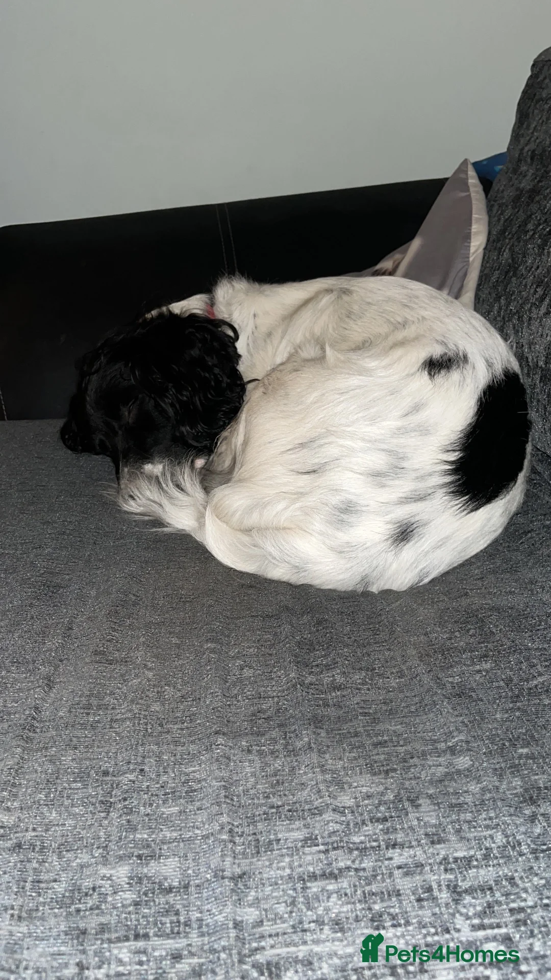 Mixed Breed dogs for sale: Male neutered sprocker cross to be rehomed - Advert 8