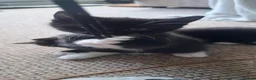 Mixed Breed cats for sale: Two little kittens looking for a home. - Advert 10