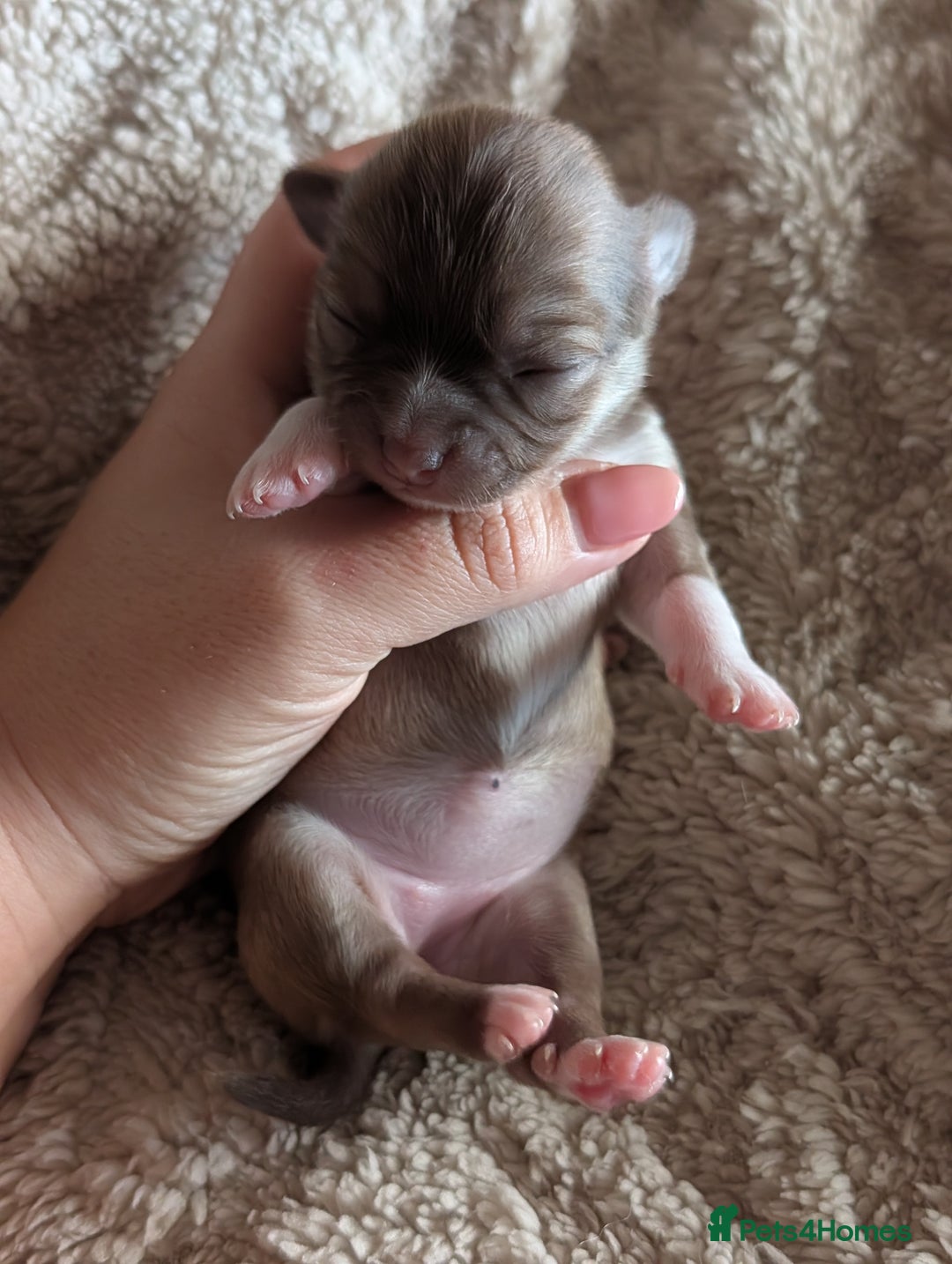 Chihuahua dogs for sale: Gorgeous Chihuahuas looking for their forever home - Advert 13