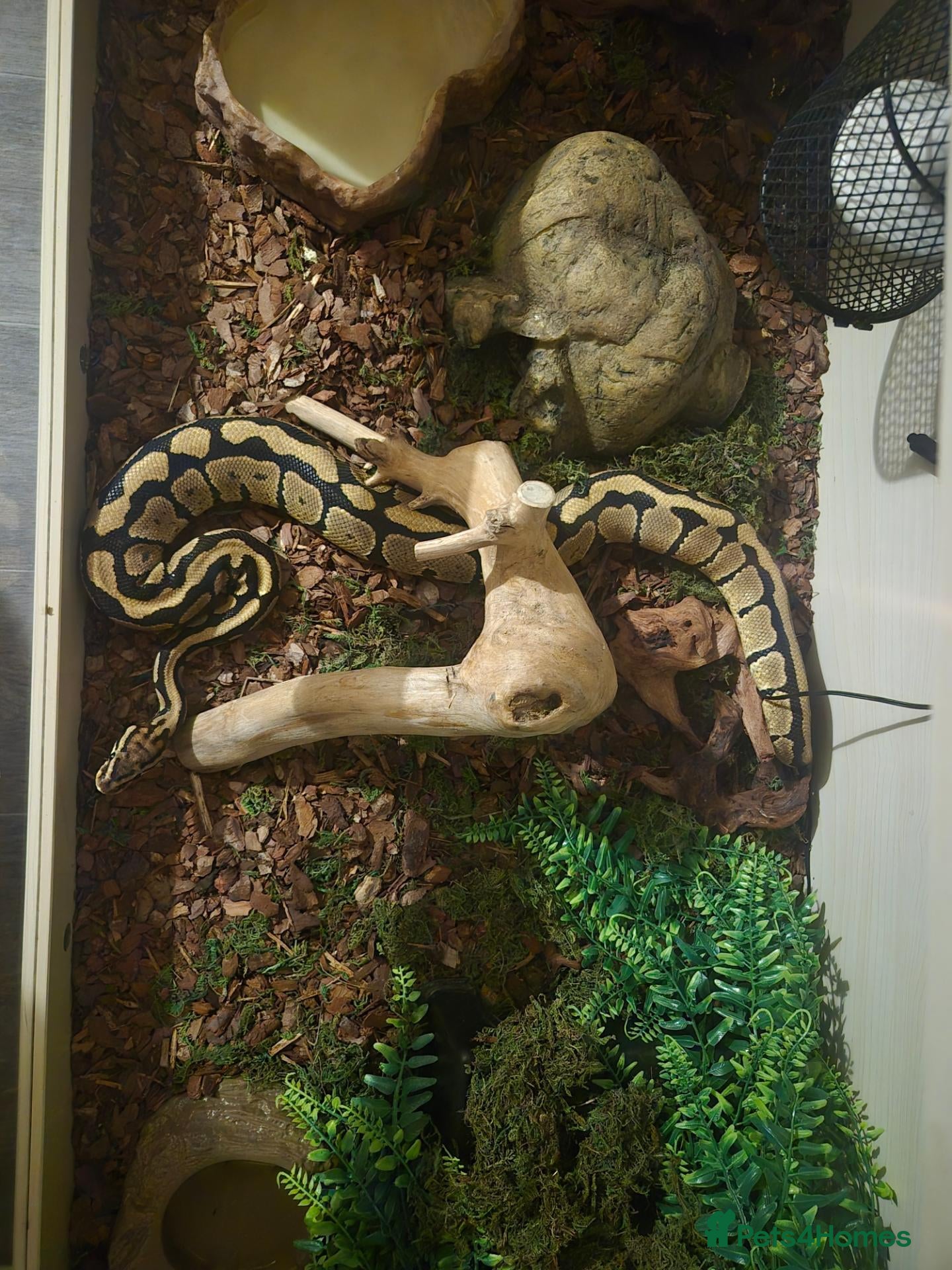Python Snake reptiles for sale: Ball Python for rehoming - Advert 3