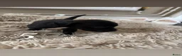 Mixed Breed dogs for sale: Springer Spaniel x Patterdale Puppies in Ilkeston - Advert 3