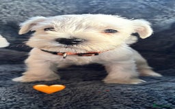 Miniature Schnauzer dogs for sale: Miniature Schnauzer Pups (White & Salt’n’Pepper) - Image 5