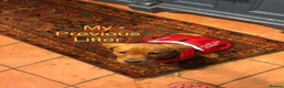 Labrador Retriever dogs for sale: Exceptional Health-Tested Purebred Labrador Puppys - Advert 23