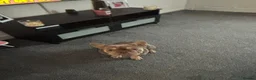 French Bulldog dogs for sale: French bulldog  - Advert 1