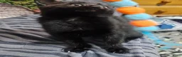 Mixed Breed cats for sale: A beautiful litter of 4 kittens - Advert 21
